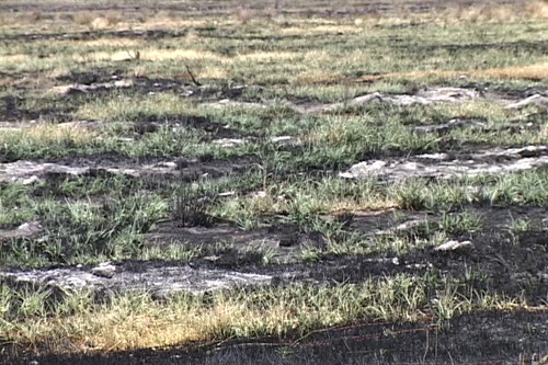 Black Rock New Growth