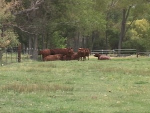 moxley-cows.jpg