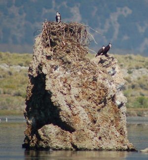 osprey