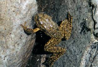 mountain_yellow_legged_frog