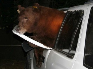 bear_in_minivan