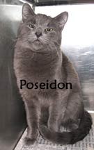 poseidon