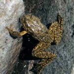 mountain_yellow_legged_frog.jpg