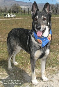 dog-eddie