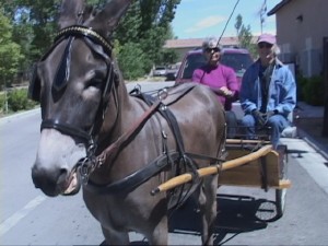 donkey_at_starbucks