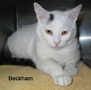cat-beckham