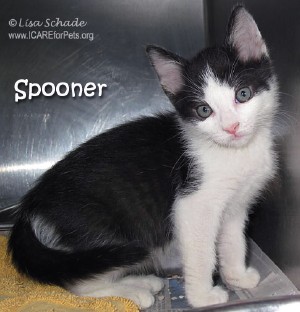 cat-spooner