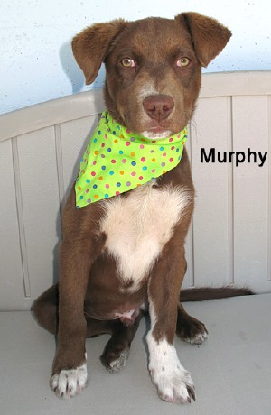 dog-murphy