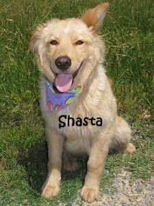 dog-shasta