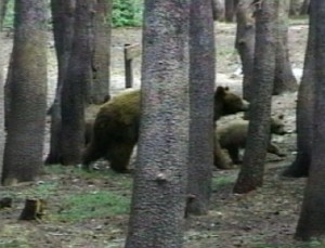 bears-3