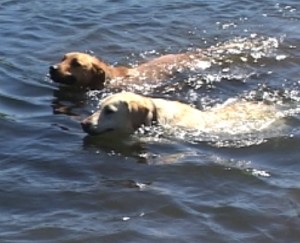 dogs swimming