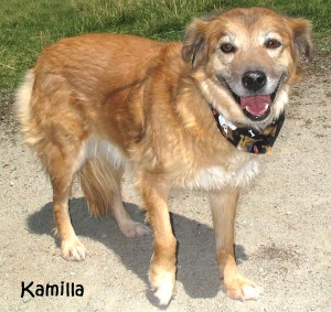 dog-kamilla