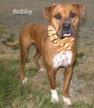 dog_bobby