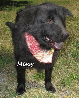 dog_missy