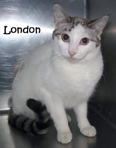cat_london