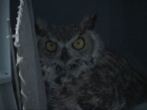 owlhoppy