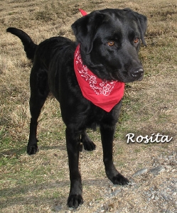 dog_rosita