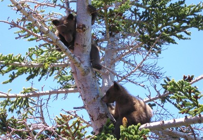 bear_cubs