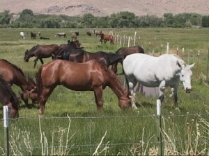 Horses Grazing in Field