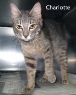 Charolette the Cat up for Adoption