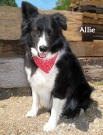 Allie the Border Collie Up for Adoption