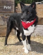 Pete Border Collie Mix up for Adoption