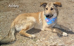 Ashley Collie Mix