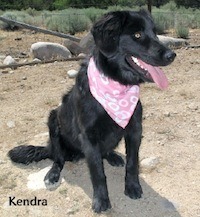 Kendra Flatcoated Retriever