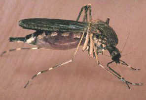 West Nile Virus mosquito 1