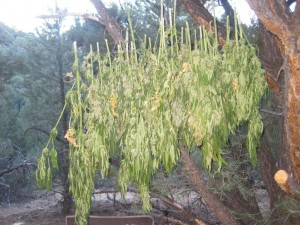 Grow Pics 007