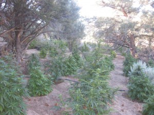 Grow Pics 022