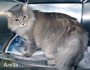 catarella