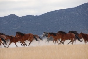 wildmustangs