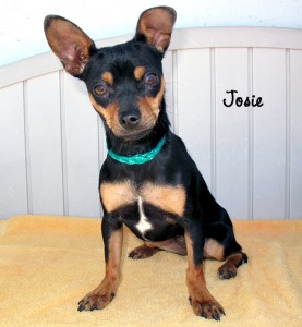 12 06 17 Min Pin Doxie mix fem 7 mo JOSIE 1 ID12 05 038B OR 5 30 Rachel Garris 617 S Pa Ha 937 2430 FACEBOOK