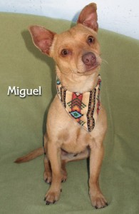 12 04 21 Chihuahua tan male 2 yrs MIGUEL 1 ID12 04 013 FACEBOOK