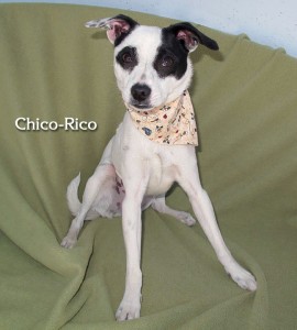 12 04 27 Terrier mix neut male 7 mo CHICO 1 ID12 04 024 OR 4 24 Don Betty Joy Barrett 482 Cottonwood 714 305 3880 FACEBOOK