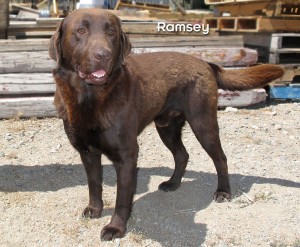 12 06 17 Chocolate Lab male unneut RAMSEY 1 ID12 06 006 Stray 6 8 Old County Rd FACEBOOK