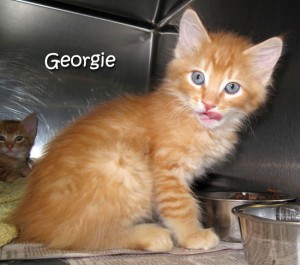 12 07 07 T Orange tabbies of 4 kittens 8 wks GEORGIE ID12 06 013 FACEBOOK