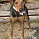 12 04 07 Hound mix fem 3 yrs KAYLEN 1 ID12 03 046 OR 3 29 Sondra MacDonald 496 Rose St Charleston View 775 727 3097 FACEBOOK