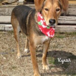 12 04 07 Hound mix fem 3 yrs KYRAH 1 ID12 03 047 OR 3 29 Sondra MacDonald 496 Rose St Charleston View 775 727 3097 FACEBOOK