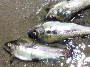 gulllakefish