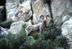 bighornsheep