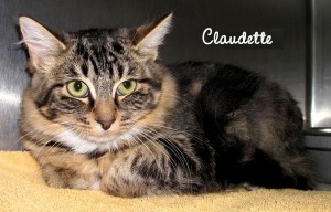 12 10 07 CLAUDETTE Maine Coon mix fem kitten 12 weeks ID12 08 036 FACEBOOK