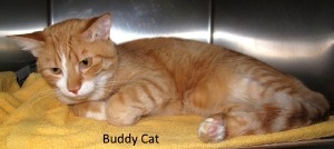 12 10 20 Orange Tabby unneut male 11 mo BUDDY ID12 10 005 OR Gina Brett Jourdan 3455 Gerkin 937 4153 FACEBOOK