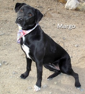 12 11 21 Black Lab mix adult female MARGO 1 ID12 11 004 FACEBOOK