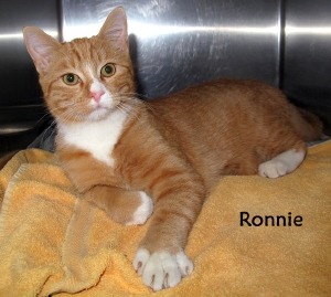 12 11 21 Orange Tabby adult neut male RONNIE 1 ID12 11 008 Returned by adopter 11 9 FACEBOOK