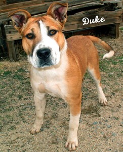 12 11 24 Pit Bull Akita mix tan white unneut 3 yr DUKE 1 ID12 11 024 OR 11 24 Hanna Moore Christopher Cruz 210 Terrace BP 937 2689 FACEBOOK