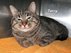 12-12-08 Gray Tabby SH male TERRY ID12-07-018 - FACEBOOK