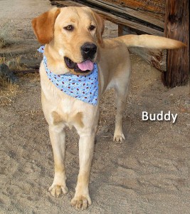 12-12-21 Yellow Lab neut male BUDDY 2 ID12-12-012 - OR 12-14 Ed & Michelle Sandoval 463 Arboles 792-1248 FACEBOOK 2