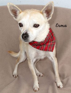 12-12-28 Chihuahua 2 yr ERMA 1 ID12-12-019 - FACEBOOK